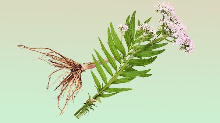 Valerian and Ashwagandha: The Best Herbal Sleep and Stress Stack