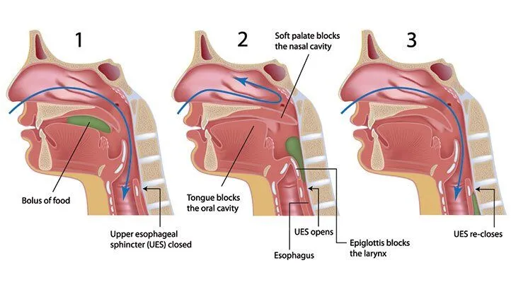 Is Swallowing Mucus Actually Bad? Understanding the Risks