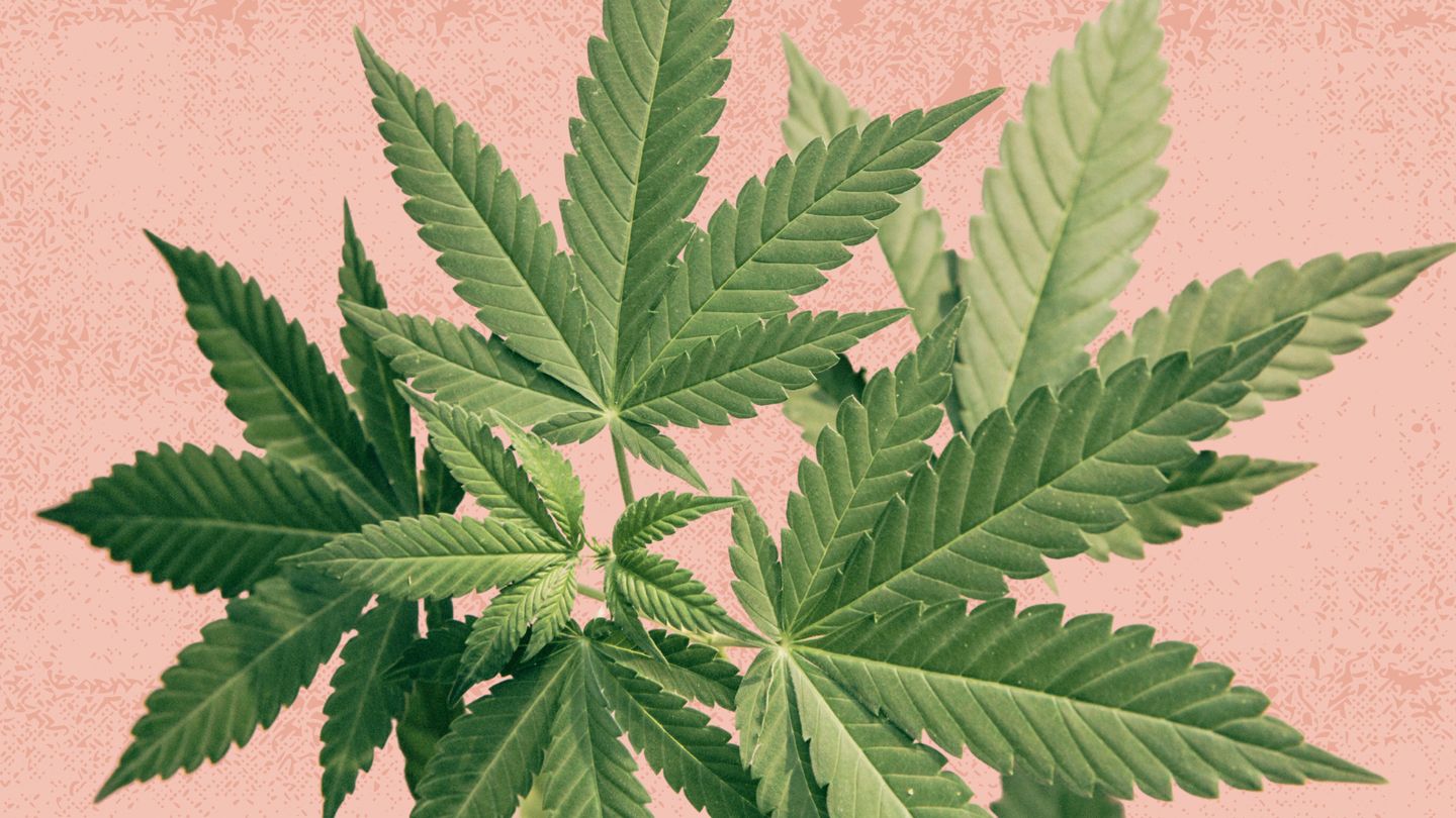 How Cannabis Affects Serotonin Levels and Signaling in the Brain